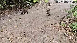 Iso kyrpä MILF bongattu kumartumassa paikallispuistossa