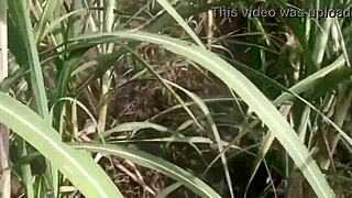 indian aunty sex in village