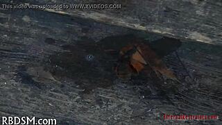 in this sadomasochism whipping tube, the submissive endures intense pain