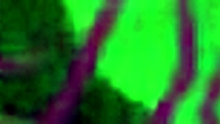 Nini divine flaunts huge ass in sexy swimsuit! I slam her big french booty hard.