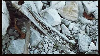 catchy oklahoma farm vibes in music video clip