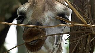 Ever Wonder Why Girls Miss Out on Cumming Hard?