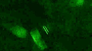 Cheating BBW Wife Sucks and Fucks BBC Bull