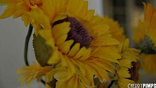 lena paul spreads hairy pussy for troy lick before bbc fuck