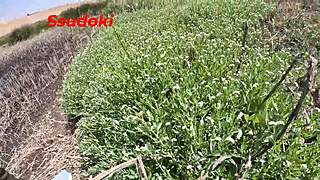 I love risky public sex in open fields, so hot!