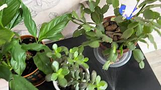 i fucked my wife's pussy, but messed up the blowjob