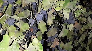 My neighbor repaid grapes with wild cunnilingus, unreal! 😍