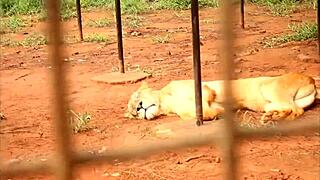 impressive sex scene in gogo adultery with wife fucked in front of husband 😏