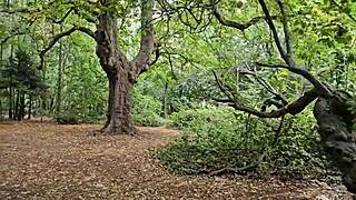 Clapham Common Cruising Trails - June 2025