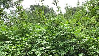 Loirinha Damages Her Ass with Intense Sex Toy