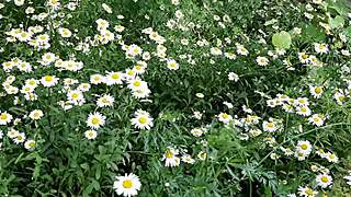 i spy on my neighbor masturbating in the daisies