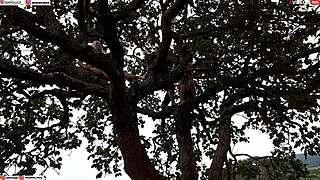 Ripping clothes off blonde and brunette for intense outdoor assfucking on tree in public.