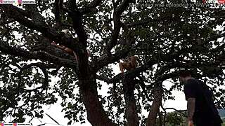 Ripping clothes off blonde and brunette for intense outdoor assfucking on tree in public.