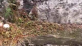 Patricinha da buceta rosa subindo o morro louca de tesão pra dar a bucetinha 😈