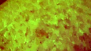 Curvy amateur dildo solo