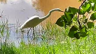 Big Ass Latina BBW Couple's Outdoor Park Fuck with Monster Cock Turns Wild!