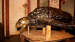 White Girl Caroline Sweets Gets Stretched By Bbc In Interracial Scene