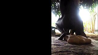 watch her ride that dildo outside on the street