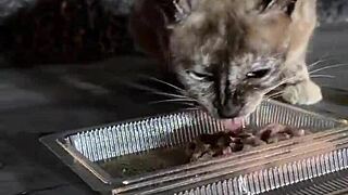 just a regular lady out here feeding cats in thailand, nothing wild.