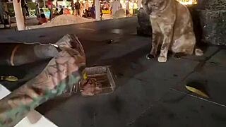 just a regular lady out here feeding cats in thailand, nothing wild.