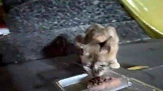 just a regular lady out here feeding cats in thailand, nothing wild.