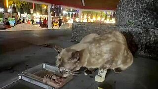 just a regular lady out here feeding cats in thailand, nothing wild.