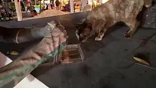 just a regular lady out here feeding cats in thailand, nothing wild.