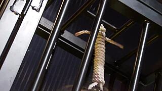 bound blindfolded babe locked in bdsm cage awaits