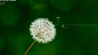 cherry soda, you love those hot facials on your tits don't you?