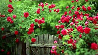 bangla wife fucks friend in romantic group sex