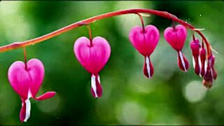 bangla wife fucks friend in romantic group sex