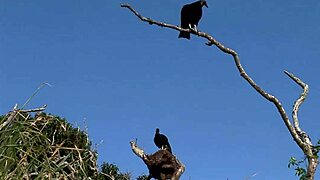 Fuck Yeah! Voyeurs Spy Hot Brazilian Lesbians Licking Big Tits And Pussies On Beach!