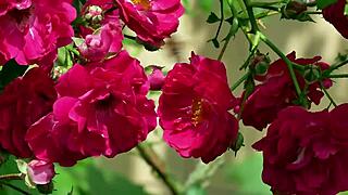 omg my college friend pounded my pussy so deep in steamy group fuck!!