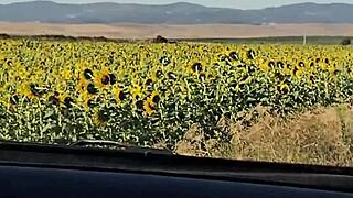 bold sunflower field challenge hides curvy brazilian damiana's european outdoor flashing adventure