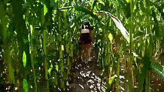omg horny slut blows huge cock in cornfield outdoors 🌽🍆💦