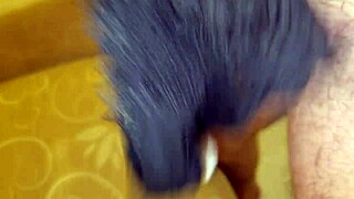 italian amateur strokes massive cock up close with loud moans and huge cumshot on piano