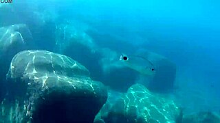 Fish Gulps Down Thick Cum Load In Liquid Lunch Feast