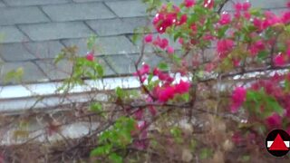 Wow, pantat gede Latina ini goyang! 😍